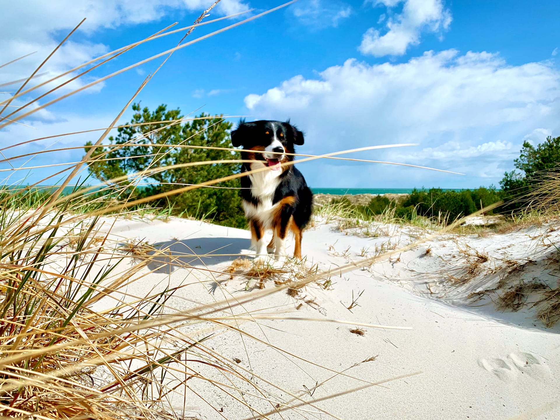 Hund steht aufmerksam in weißen Sanddünen am Ostseestrand, umgeben von Strandhafer, mit blauem Himmel, Wolken und Meer im Hintergrund.