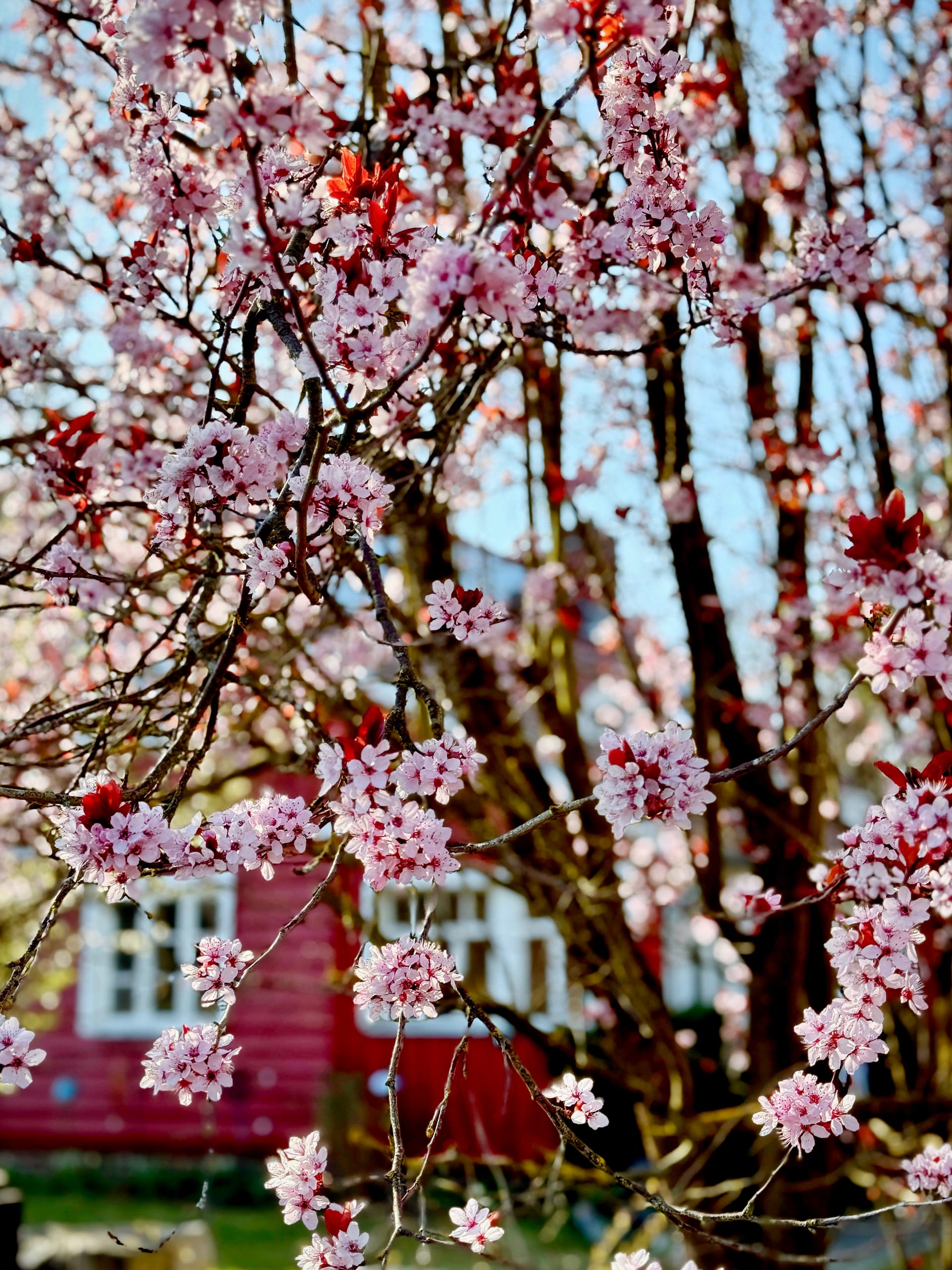 Kirschblüte vor Darßer Haus im Frühling auf Fischland-Darß-Zingst